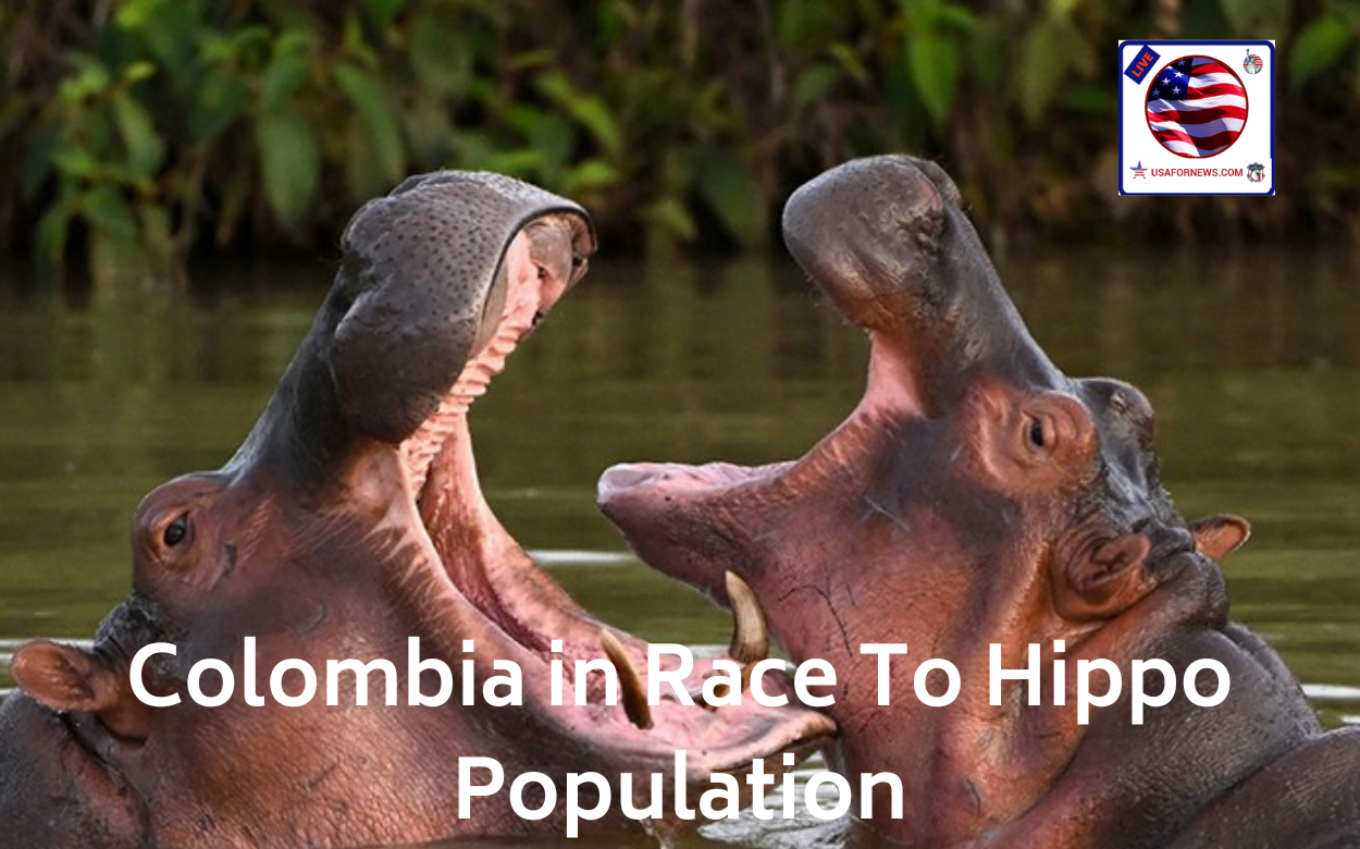 Colombia in Race To Hippo Population